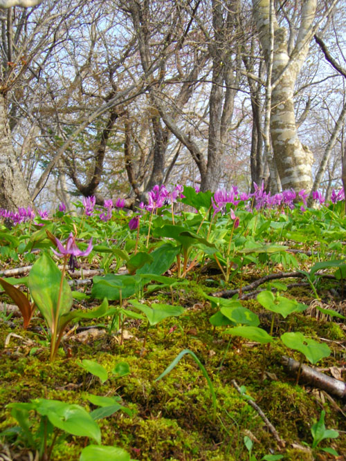 カタクリ群生58.jpg