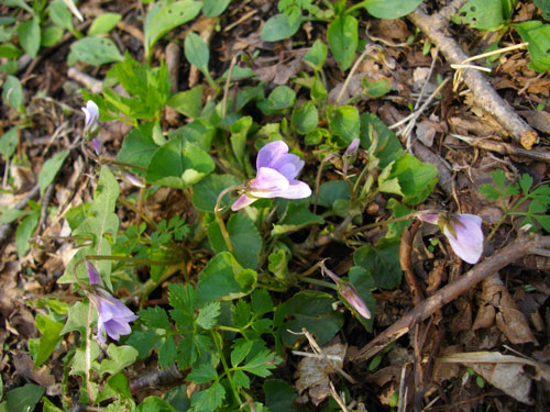 タチツボスミレ58.jpg