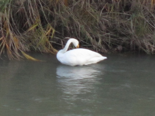 様似川_白鳥.jpg