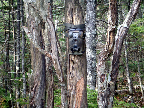 1116カメラ-木.jpg