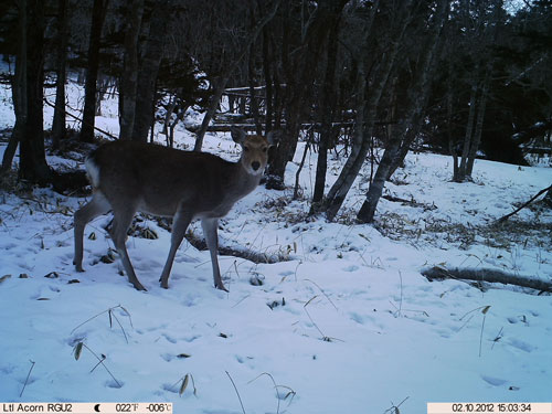 120327_シカ.jpg