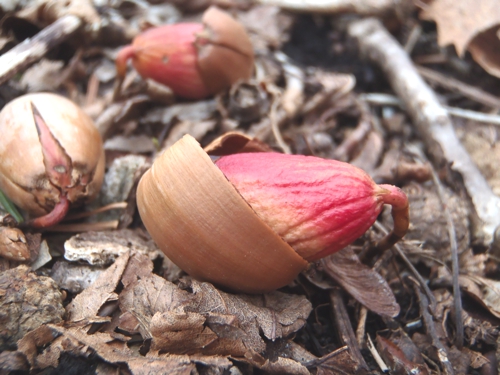 0414観音山 ドングリ.JPG