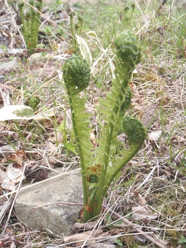 0516クサソテツの若芽屈.JPG