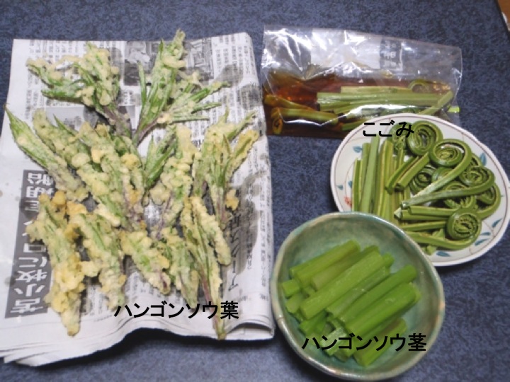 130516山菜1.jpg