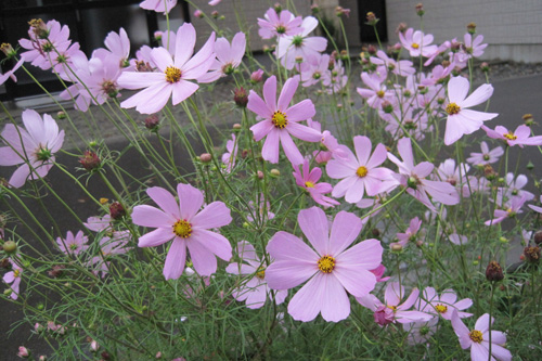 コスモス.jpg