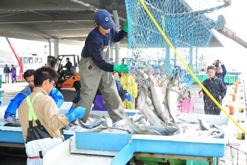 サケ仕分け（ブログ用）.jpg