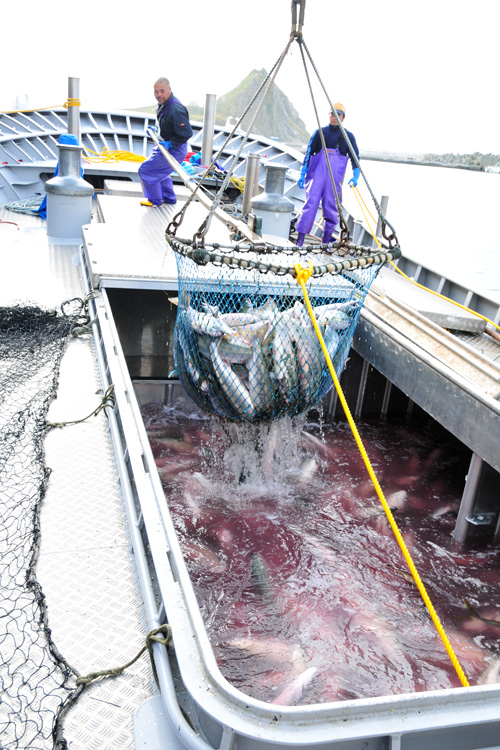 サケ水揚げ（ブログ用）.jpg