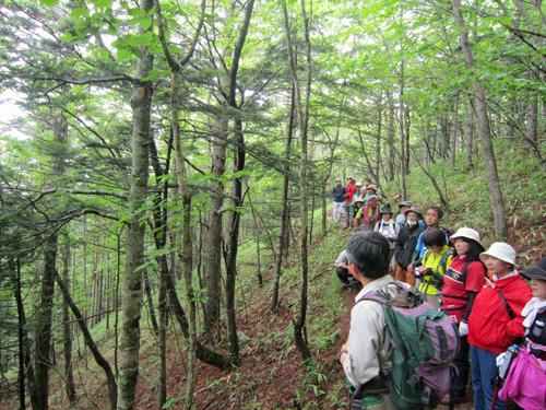 ジオ塾_登山_マツ林.jpg