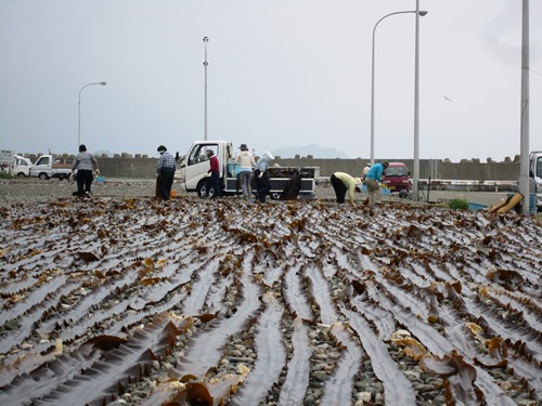 コンブ干し_鵜苫漁港.jpg