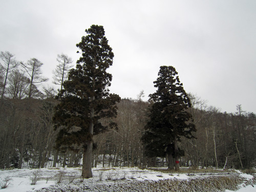 アポイ岳登山口の杉の木.jpg