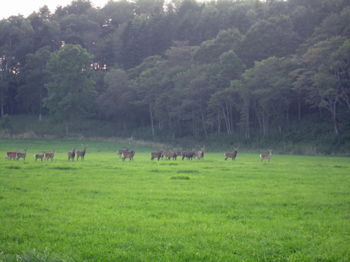 エゾシカの群れ(岡田).jpg