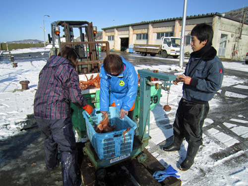タコ水揚げ計量.jpg