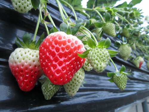 北沢イチゴ未熟.jpg