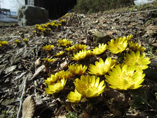 原田家裏の満開の福寿草.jpg