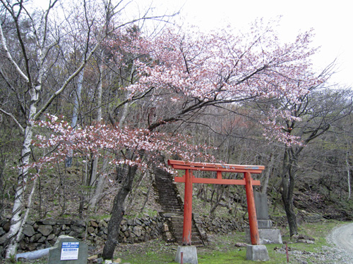 幌満稲荷神社さくら.jpg