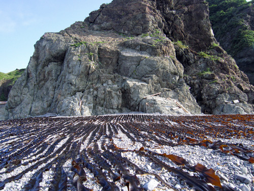 昆布干し・円館浜.jpg
