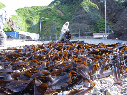 昆布干し・円館浜2.jpg