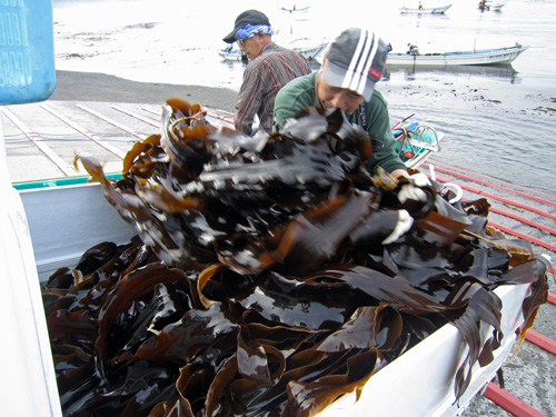 昆布漁・積込み.jpg