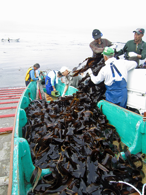 昆布漁・荷揚げ1.jpg