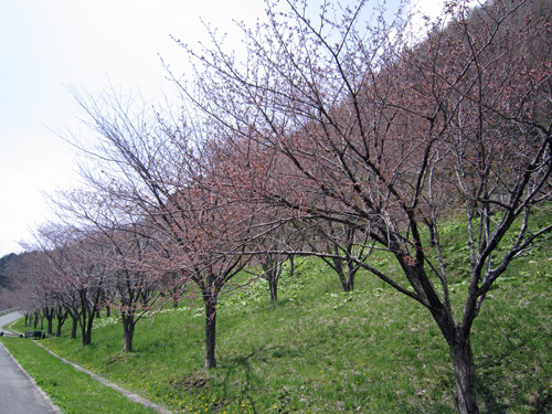 様似ダム桜並木.jpg