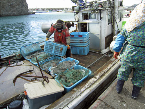 様似漁港での水揚げ.jpg