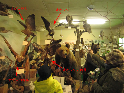 浦河博物館内・剥製.jpg