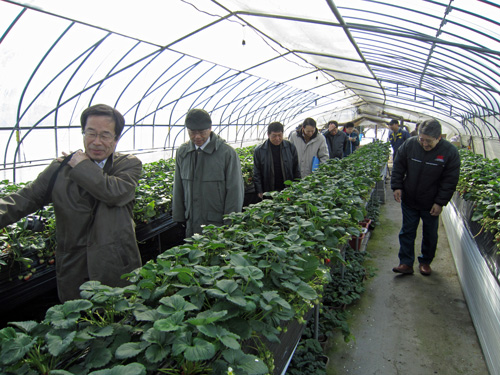 生物圏センターイチゴ視察.jpg