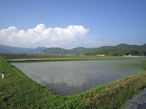 田植えを終えた水田.jpg