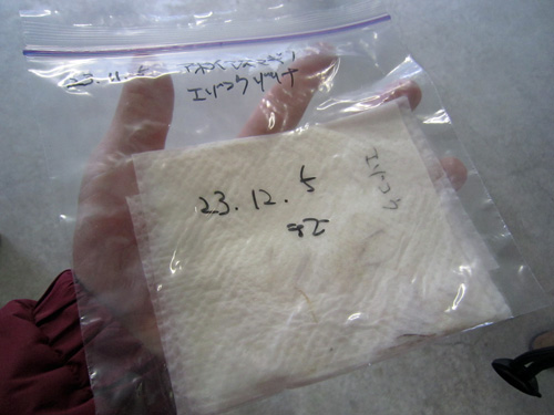 種つけ・ジプロック.jpg