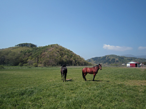 西様似の牧場.jpg