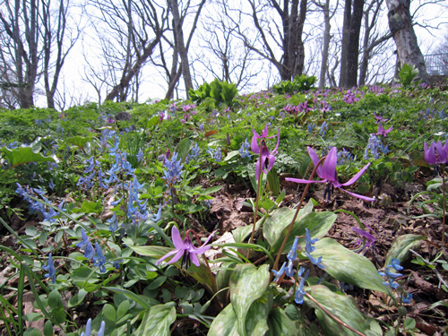 観音山カタクリ・エゾエンゴ.jpg