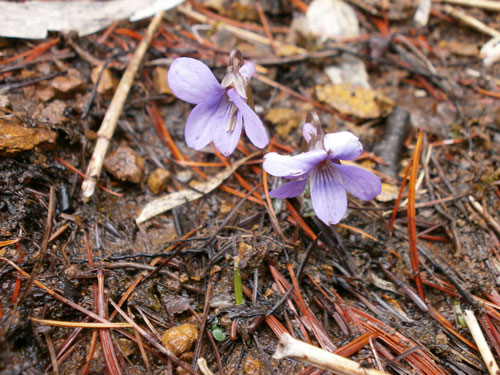 05フイリミヤマスミレ.jpg