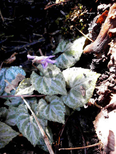 1003_フイリミヤマスミレ.jpg