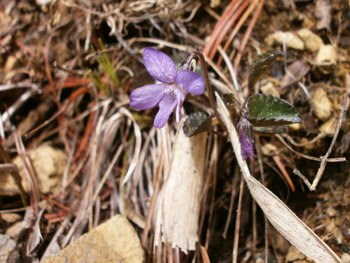 11アポイタチツボスミレ.jpg