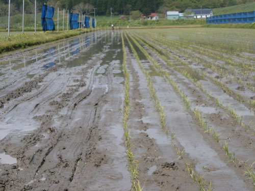 110604田植え前.jpg