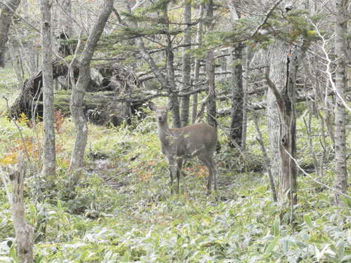 111018シカ.jpg