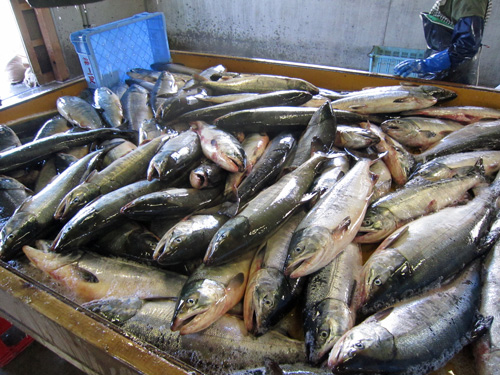 アキアジ_水揚げ.jpg