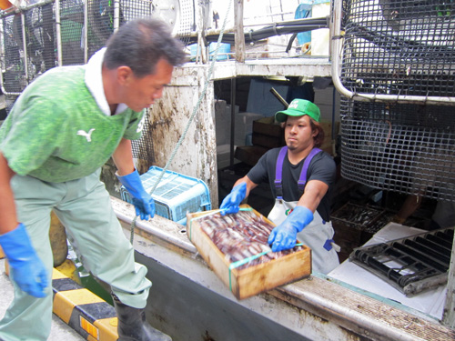 イカ荷揚げ1.jpg