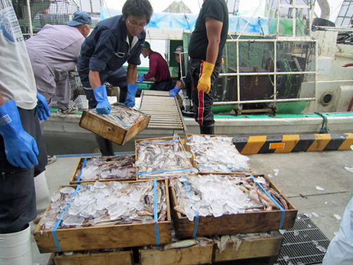 イカ荷揚げ2.jpg
