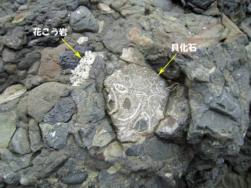 ジオ塾襟裳岬礫岩化石.jpg