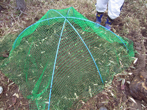 ドリーム苗保護ネット.jpg