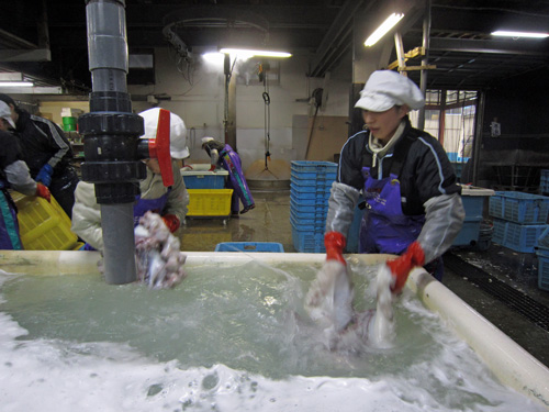 丸富_タコ_海水洗.jpg