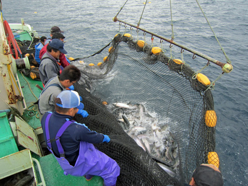 天幸丸_網揚げ3.jpg