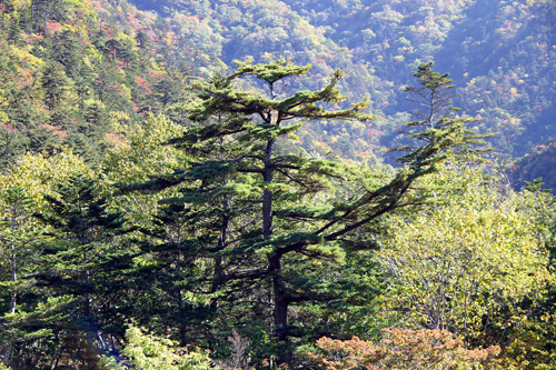幌満峡_紅葉_ゴヨウマツ.jpg