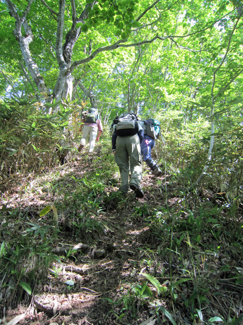 楽古尾根登り.jpg