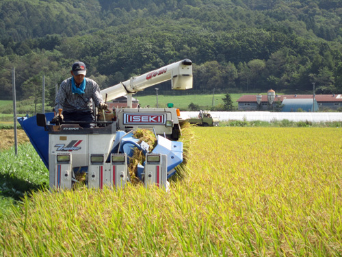 稲刈り(江川さん).jpg