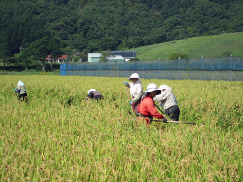 稲穂での作業(倒稲)奥さん.jpg
