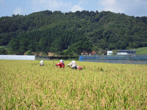 稲穂での作業(倒稲).jpg