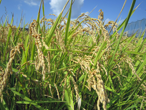 稲穂アップ.jpg