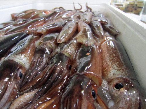 箱入りイカアップ.jpg